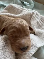 ELIO (Christmas puppy!) , a male Goldendoodle and Double Doodle for sale in Coarsegold, CA – 2 of 5