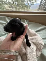 BAJORN (Christmas puppy!) , a female Goldendoodle and Double Doodle for sale in Coarsegold, CA – 2 of 7