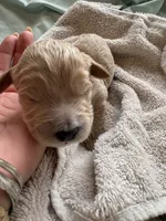 DALA (Christmas puppy!), a female Goldendoodle and Double Doodle for sale in Coarsegold, CA – 4 of 6