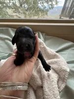 BAJORN (Christmas puppy!) , a female Goldendoodle and Double Doodle for sale in Coarsegold, CA – 3 of 7