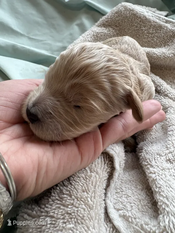 DALA (Christmas puppy!), a female Goldendoodle and Double Doodle for sale in Coarsegold, CA – 1 of 6