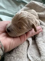 DALA (Christmas puppy!), a female Goldendoodle and Double Doodle for sale in Coarsegold, CA – 1 of 6