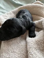 VAN (Christmas puppy!) , a male Goldendoodle and Double Doodle for sale in Coarsegold, CA – 5 of 7