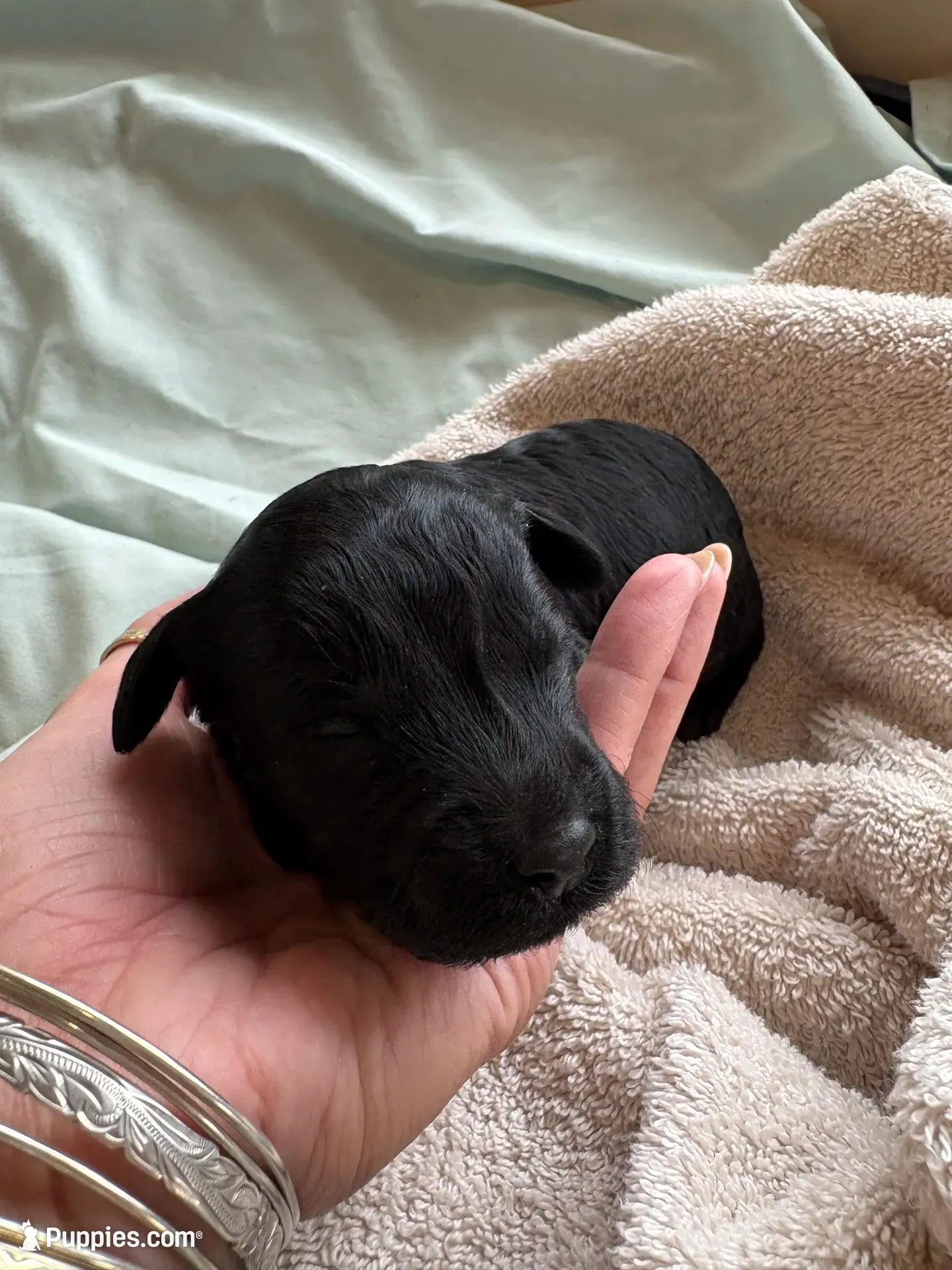 VAN (Christmas puppy!) , a male Goldendoodle and Double Doodle for sale in Coarsegold, CA – 2 of 7