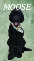 DALA (Christmas puppy!), a female Goldendoodle and Double Doodle for sale in Coarsegold, CA – 5 of 6