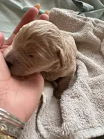 DALA (Christmas puppy!), a female Goldendoodle and Double Doodle for sale in Coarsegold, CA – 2 of 6