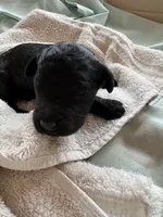 STIG (Christmas puppy!), a male Goldendoodle and Double Doodle for sale in Coarsegold, CA – 2 of 5