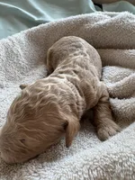FREYA (Christmas puppy!) , a female Goldendoodle and Double Doodle for sale in Coarsegold, CA – 2 of 6
