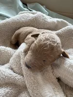 FREYA (Christmas puppy!) , a female Goldendoodle and Double Doodle for sale in Coarsegold, CA – 3 of 6