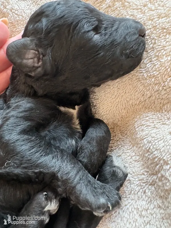 FISK (Christmas puppy!), a male Goldendoodle and Double Doodle for sale in Coarsegold, CA – 1 of 5