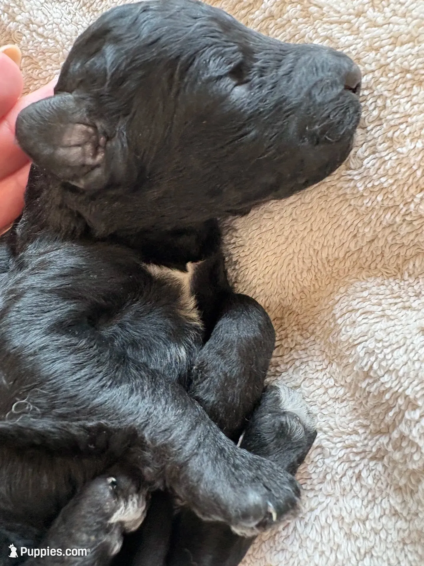 FISK (Christmas puppy!), a male Goldendoodle and Double Doodle for sale in Coarsegold, CA – 1 of 5