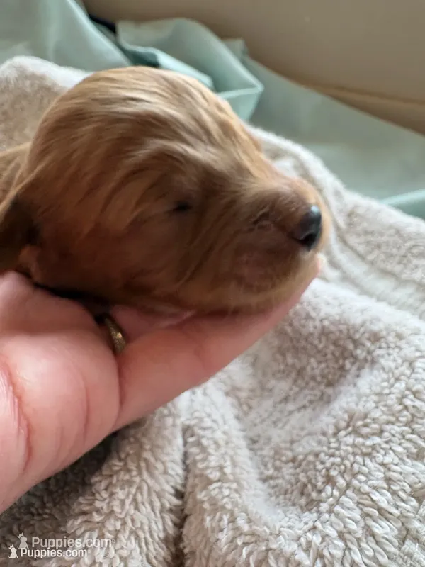 VACKER (Christmas puppy!) , a male Goldendoodle and Double Doodle for sale in Coarsegold, CA – 1 of 7