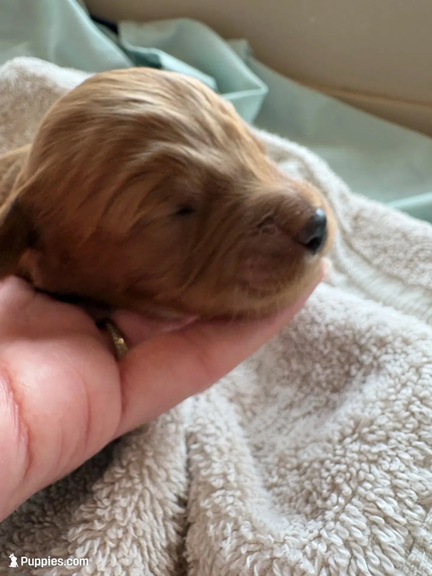 VACKER (Christmas puppy!) , a male Goldendoodle and Double Doodle for sale in Coarsegold, CA – 1 of 7