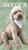 ELIO (Christmas puppy!) , a male Goldendoodle and Double Doodle for sale in Coarsegold, CA – 4 of 5