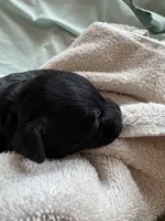 VAN (Christmas puppy!) , a male Goldendoodle and Double Doodle for sale in Coarsegold, CA – 3 of 7