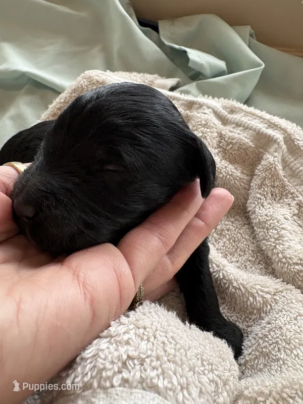 REN (Christmas puppy!), a female Goldendoodle and Double Doodle for sale in Coarsegold, CA – 1 of 7