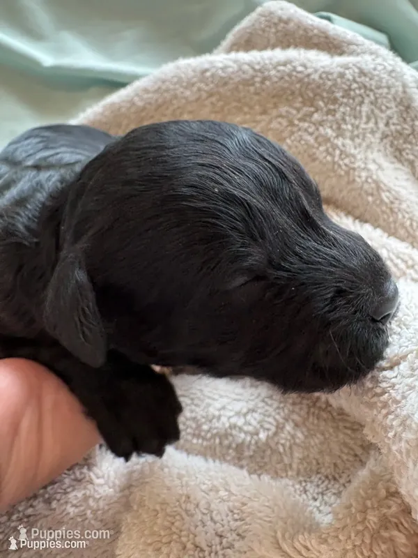 VAN (Christmas puppy!) , a male Goldendoodle and Double Doodle for sale in Coarsegold, CA – 1 of 7
