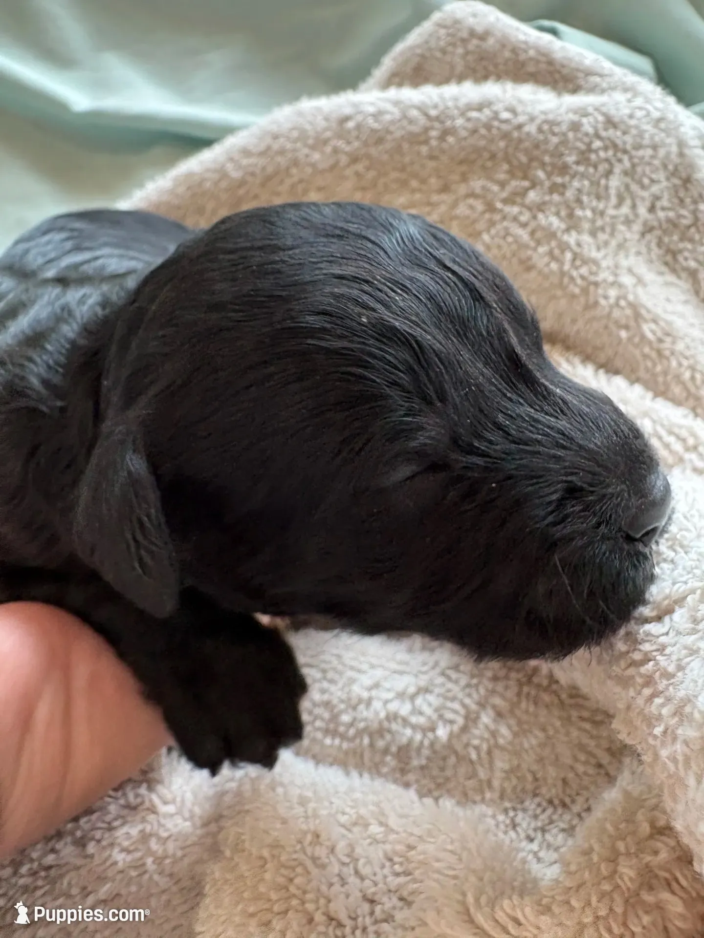 VAN (Christmas puppy!) , a male Goldendoodle and Double Doodle for sale in Coarsegold, CA – 1 of 7