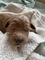 ELIO (Christmas puppy!) , a male Goldendoodle and Double Doodle for sale in Coarsegold, CA – 1 of 5