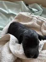 REN (Christmas puppy!), a female Goldendoodle and Double Doodle for sale in Coarsegold, CA – 3 of 7
