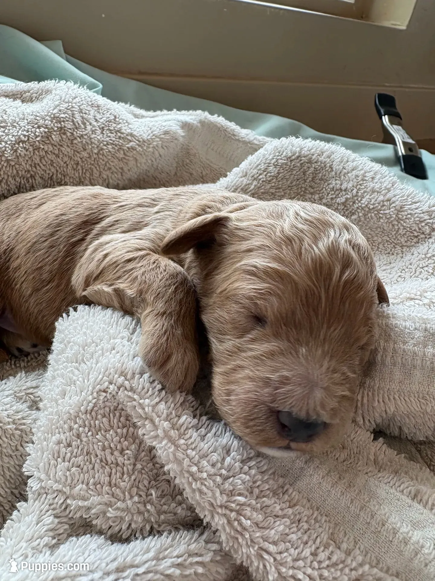 FREYA (Christmas puppy!) , a female Goldendoodle and Double Doodle for sale in Coarsegold, CA – 1 of 6
