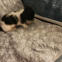 Snow shows, a male Miniature Dachshund for sale in Toledo, OH – Photo 7 of 9