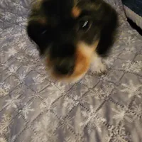 Snow shows, a male Miniature Dachshund for sale in Toledo, OH – Photo 1 of 9