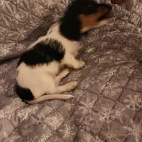 Snow shows, a male Miniature Dachshund for sale in Toledo, OH – Photo 5 of 9