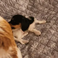 Snow shows, a male Miniature Dachshund for sale in Toledo, OH – Photo 3 of 9