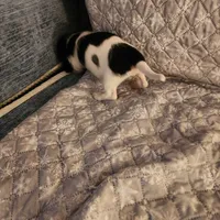 Snow shows, a male Miniature Dachshund for sale in Toledo, OH – Photo 4 of 9