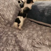 Snow shows, a male Miniature Dachshund for sale in Toledo, OH – Photo 6 of 9