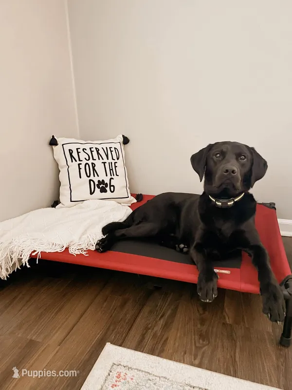 Higgins – Goldador puppy for sale in Barbourville, KY