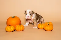 Henry , a male English Bulldog for sale in Dallas, TX – 1 of 3