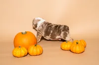 Henry , a male English Bulldog for sale in Dallas, TX – 3 of 3