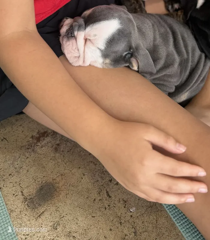 Oliver  – English Bulldog puppy for sale in Dallas, TX