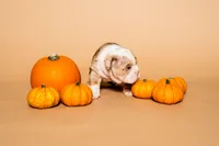 Henry , a male English Bulldog for sale in Dallas, TX – 2 of 3