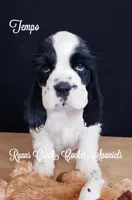 Tempo, a male Cocker Spaniel for sale in Williamsburg, KY – Photo 2 of 4