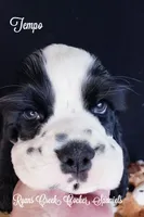 Tempo, a male Cocker Spaniel for sale in Williamsburg, KY – Photo 4 of 4