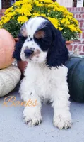 AKC Banks, a male Cocker Spaniel for sale in Williamsburg, KY – Photo 2 of 3