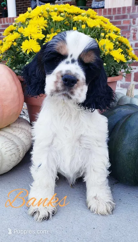 AKC Banks, a male Cocker Spaniel for sale in Williamsburg, KY – Photo 1 of 3
