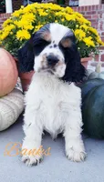 AKC Banks, a male Cocker Spaniel for sale in Williamsburg, KY – Photo 1 of 3