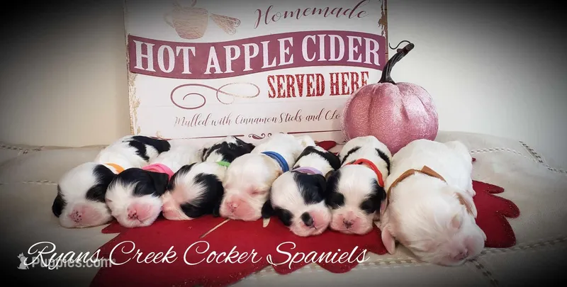 Newborns, a male Cocker Spaniel for sale in Williamsburg, KY – Photo 1 of 2