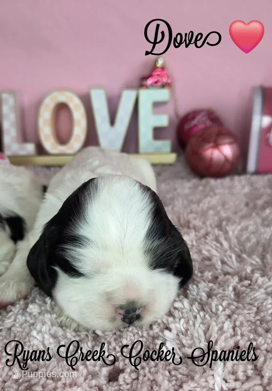 Dove, a female Cocker Spaniel for sale in Williamsburg, KY – Photo 1 of 2