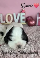 Dove, a female Cocker Spaniel for sale in Williamsburg, KY – Photo 1 of 2