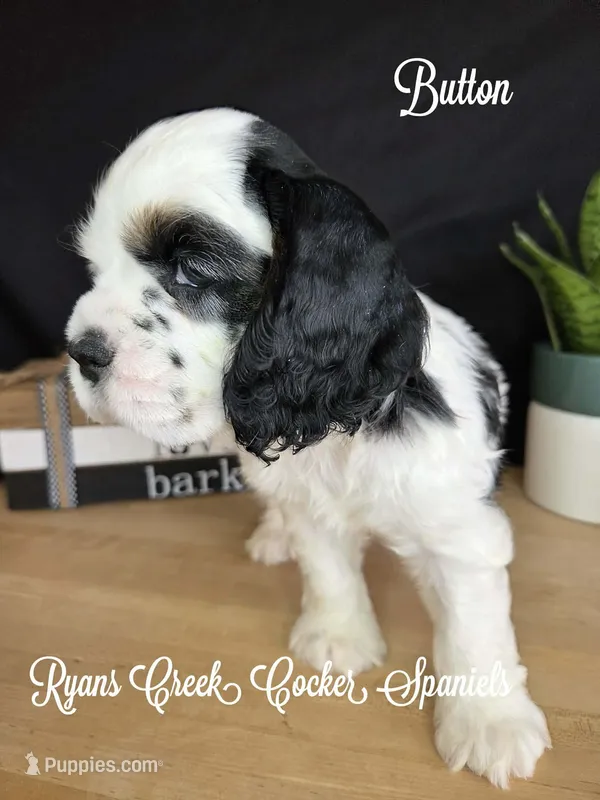 Button – Cocker Spaniel puppy for sale in Williamsburg, KY