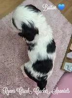 Button, a male Cocker Spaniel for sale in Williamsburg, KY – Photo 3 of 3