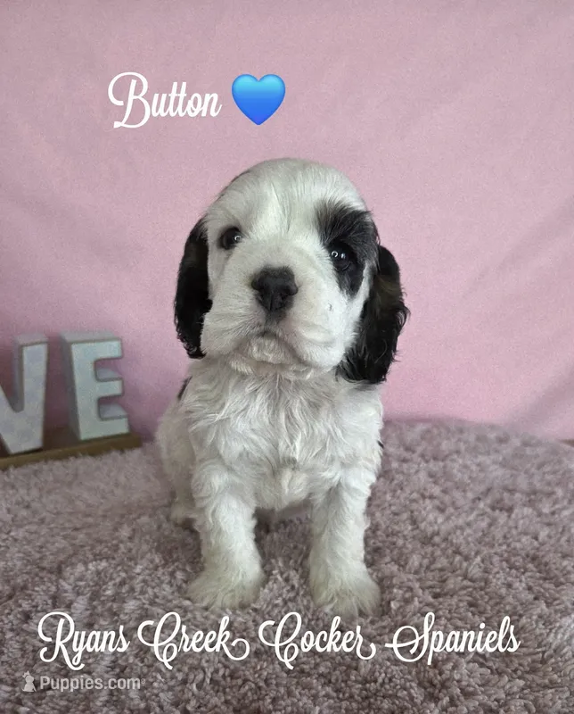 Button, a male Cocker Spaniel for sale in Williamsburg, KY – Photo 1 of 3