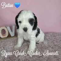 Button, a male Cocker Spaniel for sale in Williamsburg, KY – Photo 2 of 3