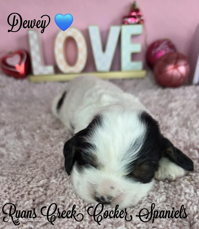 Dewey, a male Cocker Spaniel for sale in Williamsburg, KY – Photo 1 of 2