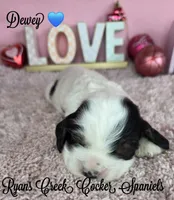 Dewey, a male Cocker Spaniel for sale in Williamsburg, KY – Photo 1 of 2